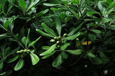 外媒称《第一后裔》光追效果令人失望 建议完全禁用